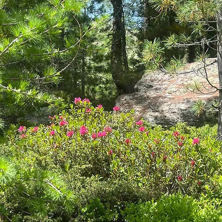 Il Cardellino ベッド・アンド・ブレックファスト 3*