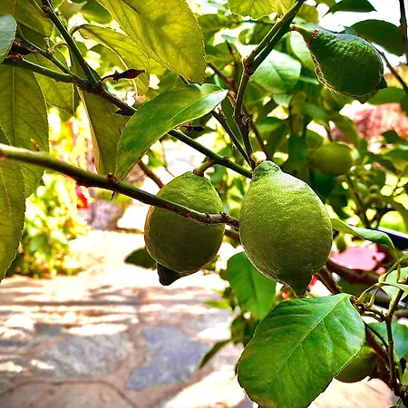 ベッド・アンド・ブレックファスト Il Cardellino