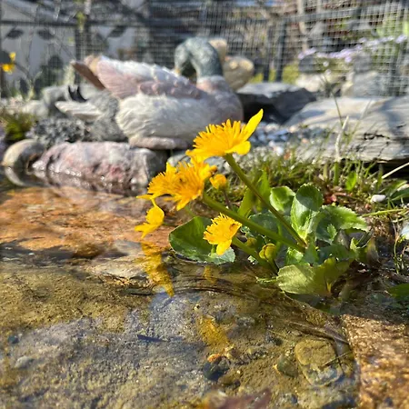 Il Cardellino 3* San Carlo