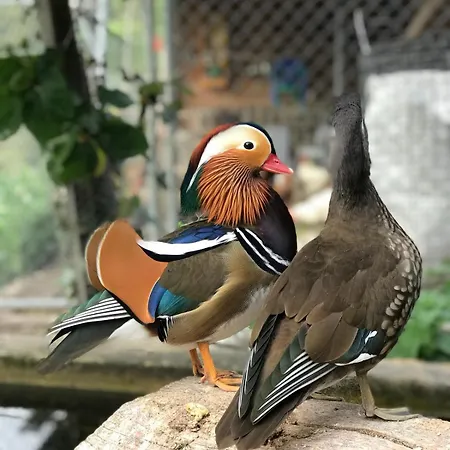 Il Cardellino 3* San Carlo (Grisons)