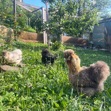 Il Cardellino 3* San Carlo (Grisons)