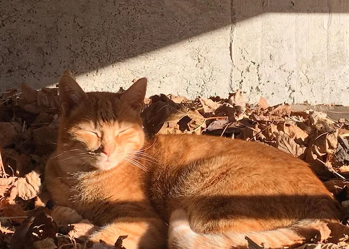 Il Cardellino فندق مبيت وإفطار San Carlo (Grisons)