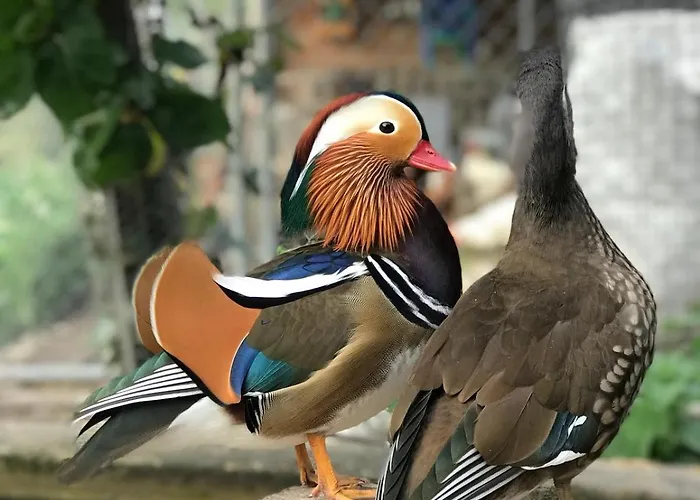 Il Cardellino 3* San Carlo (Grisons)