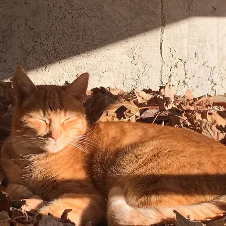Il Cardellino Oda ve Kahvaltı San Carlo (Grisons)