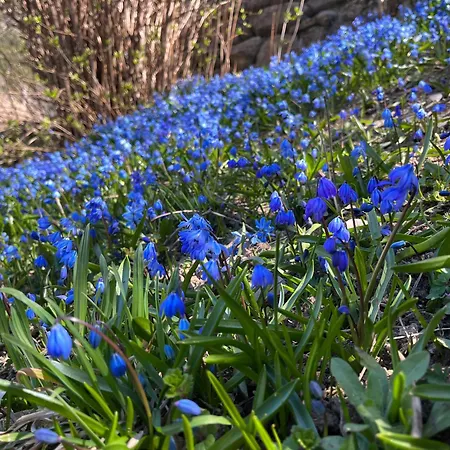 Oda ve Kahvaltı Il Cardellino San Carlo (Grisons)