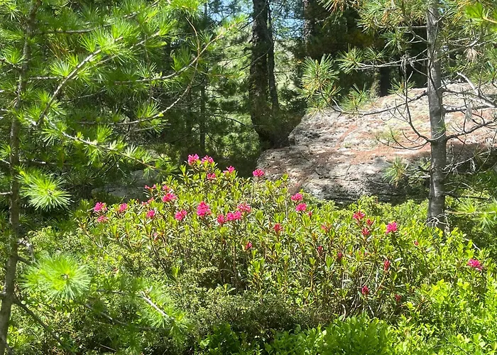 Il Cardellino Alojamento de Acomodação e Pequeno-almoço 3*