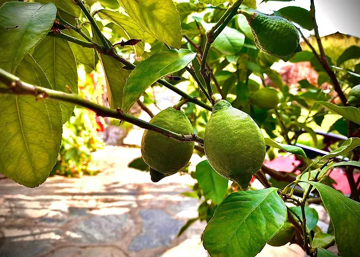 Alojamento de Acomodação e Pequeno-almoço Il Cardellino