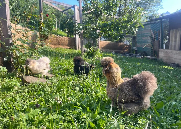 Il Cardellino 3* San Carlo (Grisons)