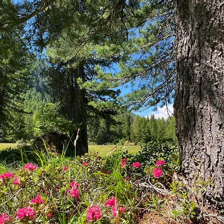 Il Cardellino San Carlo (Grisons)