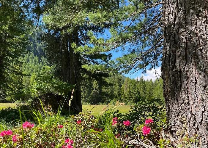 Il Cardellino San Carlo (Grisons)